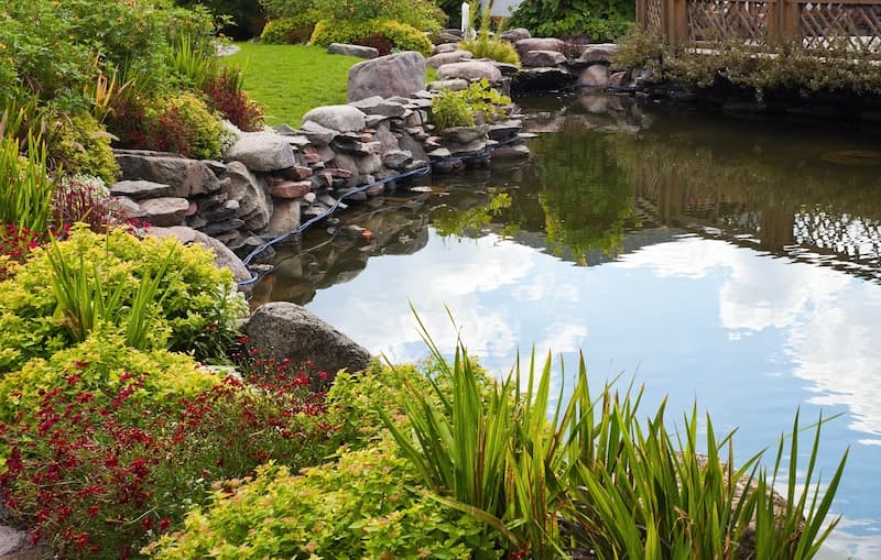 Favorite Water Garden Or Pond Plants In Southern States