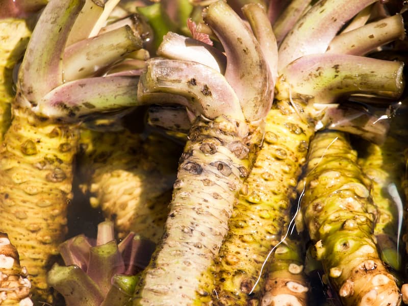 Wasabi Root For Your Backyard Garden