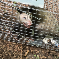 Wildlife-Removal-in-Dallas-Tx 0