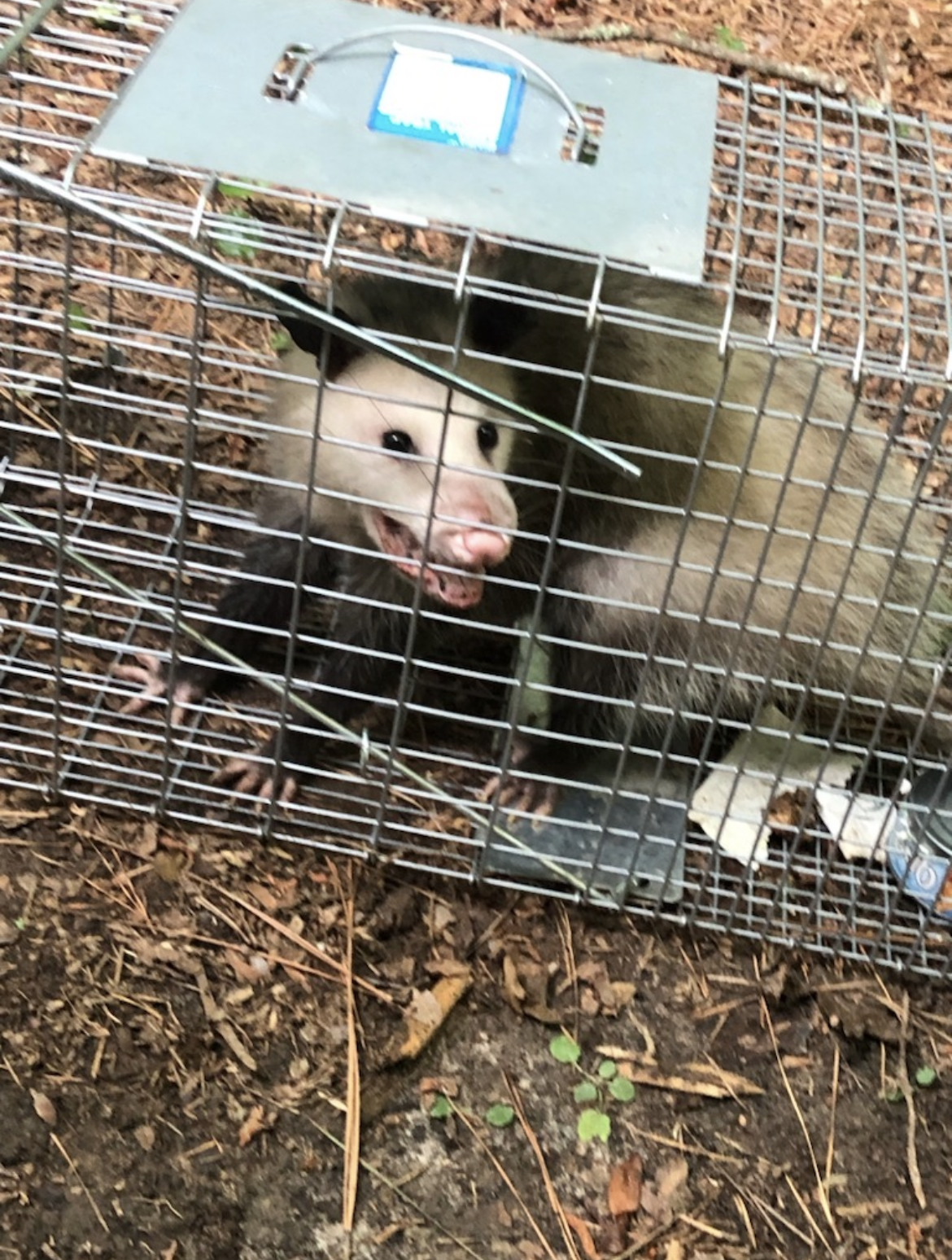 Wildlife Removal in Dallas, GA