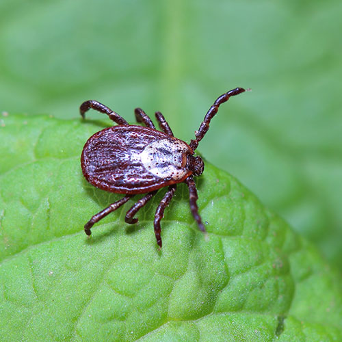 Pest Control Articles